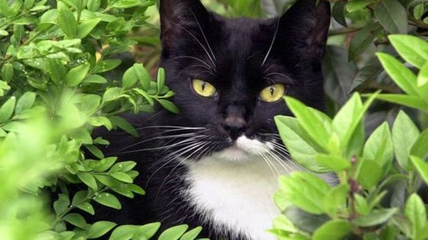 Katze Aus Garten Vertreiben Mit Hausmitteln Sat 1 Ratgeber