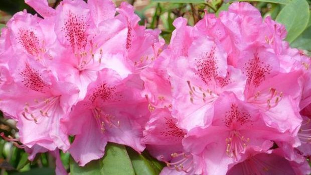 Rhododendron Schneiden Mit Dieser Anleitung Sat 1 Ratgeber