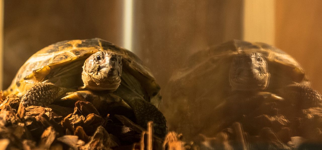 Sherlocks Schildkröte Clyde ... - Bildquelle: CBS Television