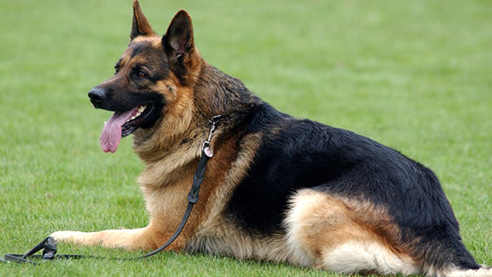 Was dein Hund über deinen Charakter aussagt!