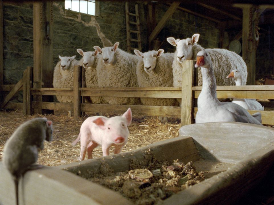 Auf der Zuckermann-Farm leben neben der Spinne Charlotte auch Schafe, die Gänse Golly und Gussy und die Ratte Templeton. Nullkommanichts hat sich W... - Bildquelle: CBS International Television (ehem: Paramount Pictures International)
