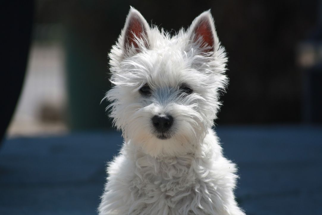 dog-2858271_1920 - Bildquelle: Pixabay
