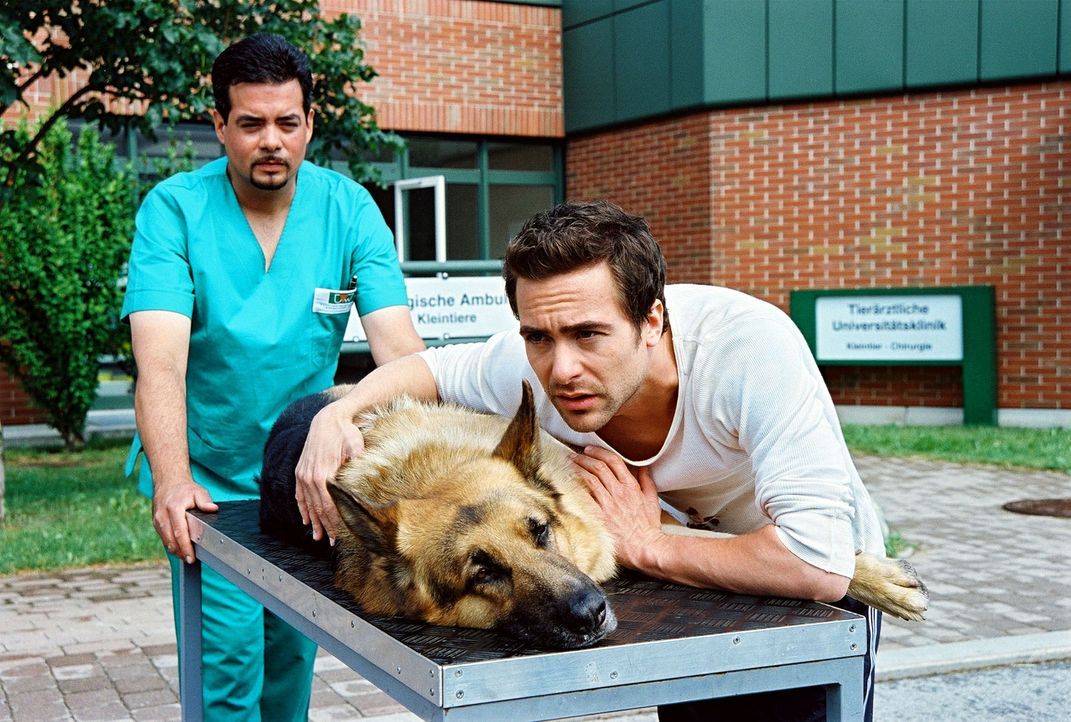 Marc (Alexander Pschill, r.) bringt den angeschossenen Rex ins Krankenhaus. Der Hund wird augenblicklich in den OP gebracht ... - Bildquelle: Sat.1