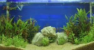 Aquarium einrichten: Tipps zur Innengestaltung | SAT.1 Ratgeber
