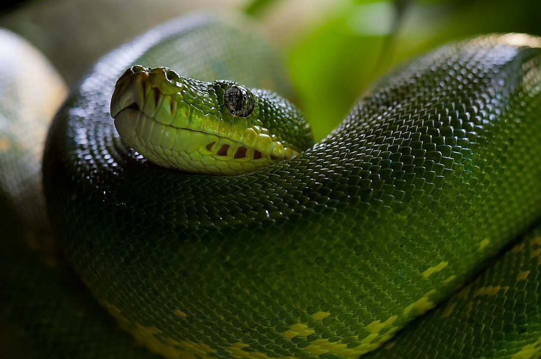 green-tree-python-226553_1920 - Bildquelle: Pixabay