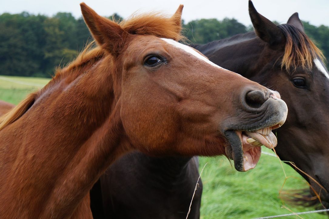 horse-659182_1280 - Bildquelle: Pixabay