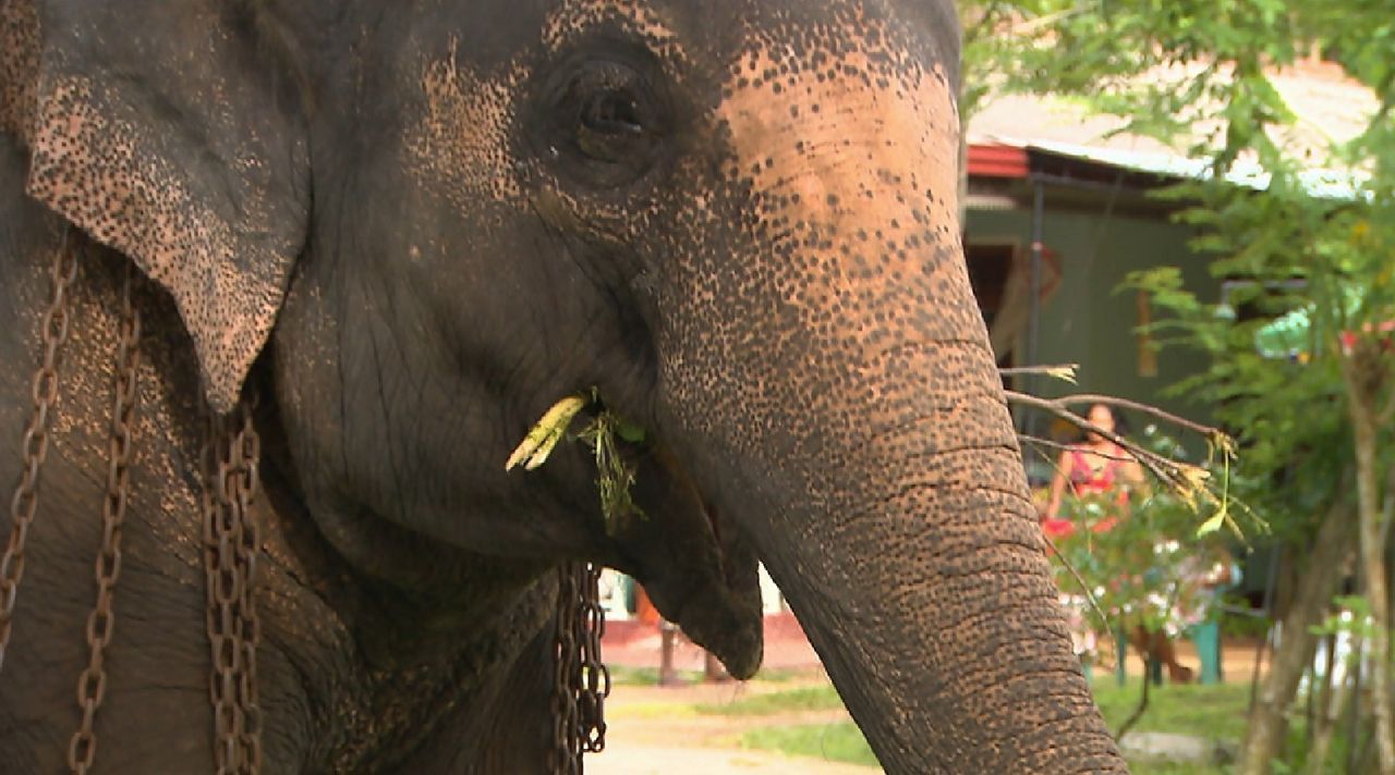 Bitte melde dich Staffel 2 Folge 1 Sri Lanka Elefant - Bildquelle: SAT.1