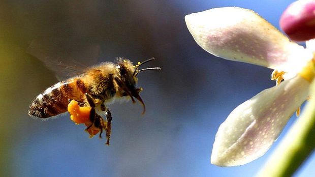 Bienen Im Garten Ein Neues Zuhause Geben Sat 1 Ratgeber