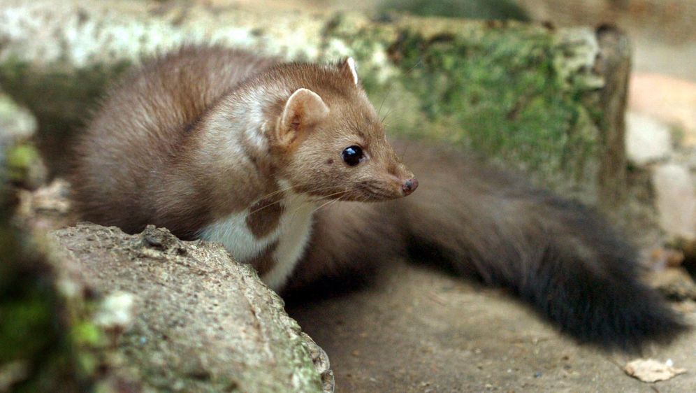 Marderschutz Was Hilft Zur Vorbeugung Sat 1 Ratgeber