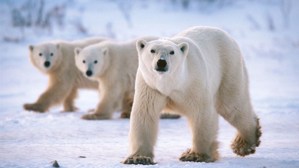Eisbaren Invasion Russen Rufen Notstand Aus