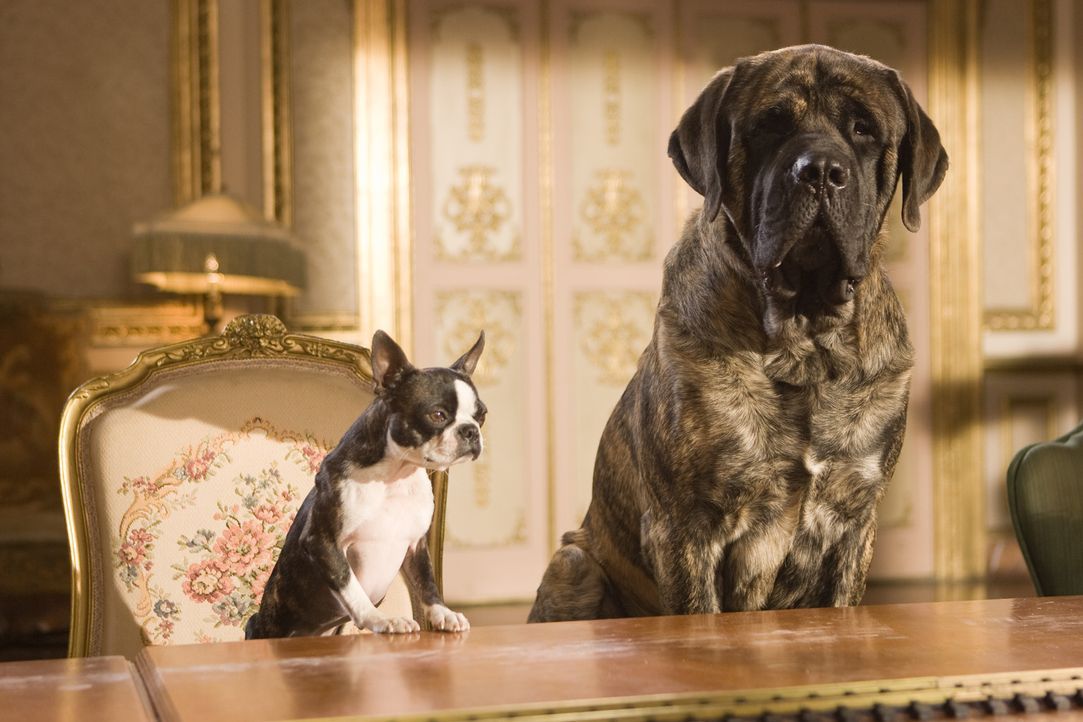 Schon bald wird Mastiff Lenny (r.) und der Boston-Terrier-Dame Georgia (l.) klar, dass sie das große Los gezogen haben. Denn aus ihrem altersschwac... - Bildquelle: MMVIII MavroCine Pictures GmbH & Co. KG All Rights Reserved.