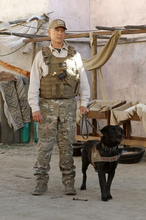 Fliegt nach Afghanistan, um dort einen Mord aufzuklären: Gibbs (Mark Harmon) ... - Bildquelle: CBS Television
