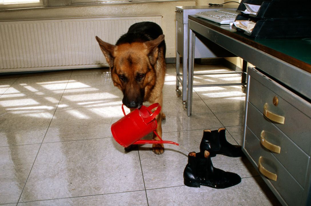 Rex gießt die Schuhe von Böck - warum bloß? - Bildquelle: Ali Schafler Sat.1