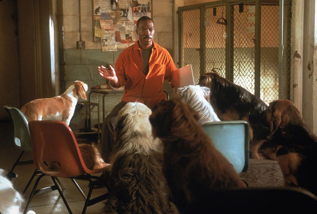 Dr. Dolittle (Eddie Murphy) versammelt alle Tiere um sich, die er finden kann, um sie zu einer gemeinschaftlichen Waldrettungs-Aktion aufzurufen ... - Bildquelle: 1998 Twentieth Century Fox Film Corporation. All rights reserved.