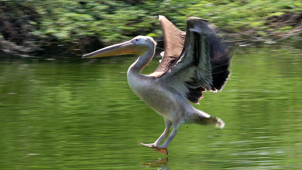 Pelikan - Bildquelle: dpa