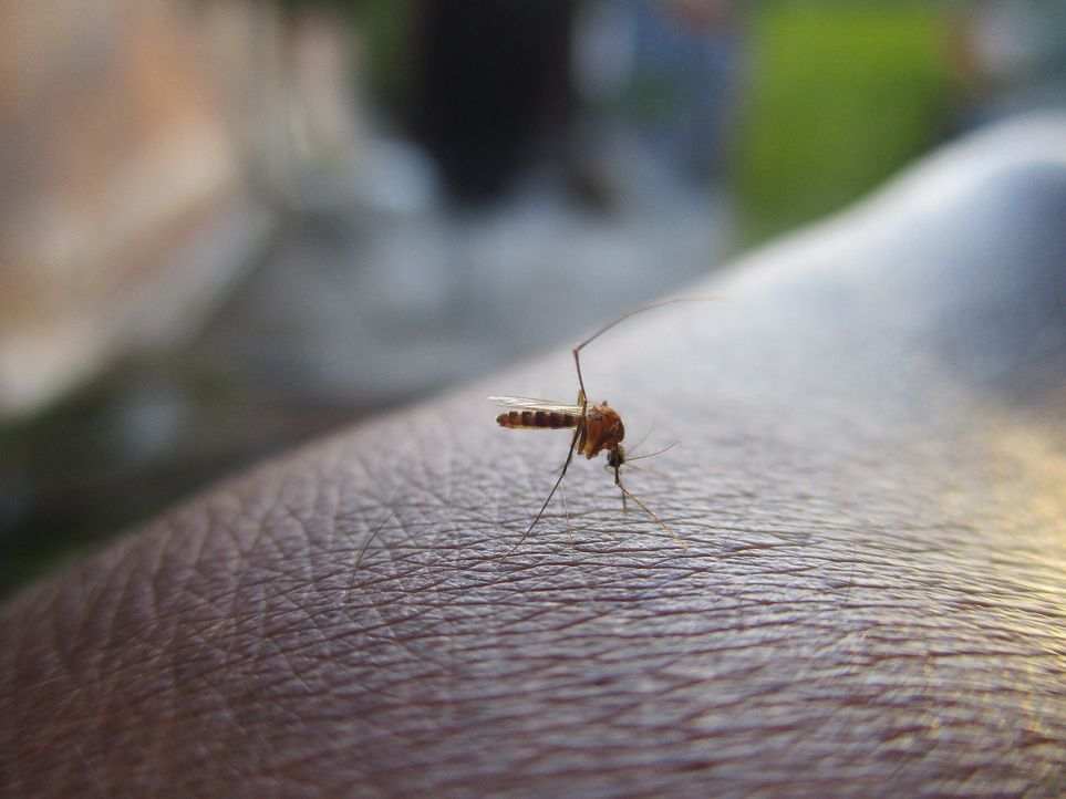 mosquito-2566773_1920 - Bildquelle: Pixabay 