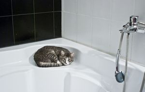 Katze auf Badewannenrand