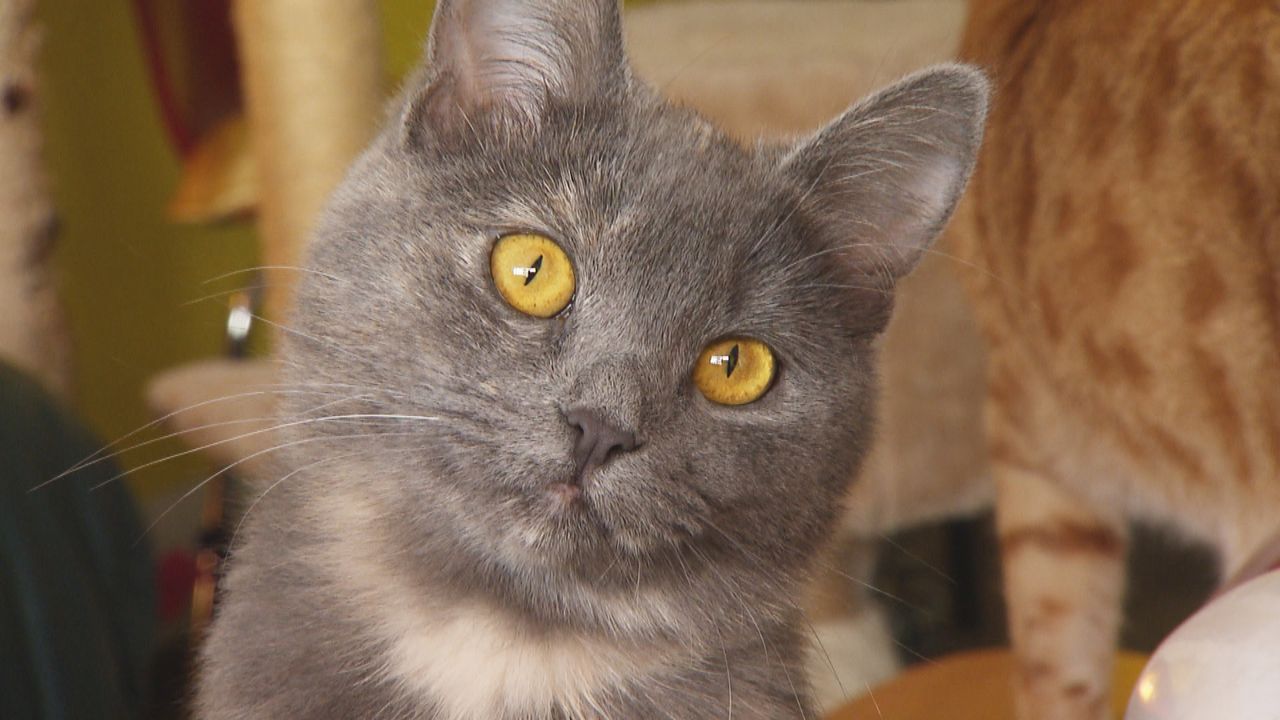15 Dinge, die Sie über Katzen wissen müssen. Rund 13 Millionen Katzen leben in deutschen Haushalten. Doch nicht alle Katzenbesitzer deuten das Verha... - Bildquelle: SAT.1