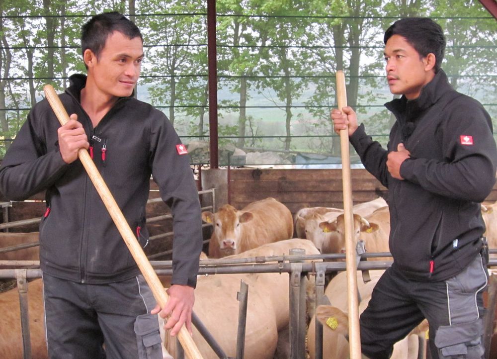 Die Brüder Noy (l.) und Kitt (r.) versorgen die Kühe auf dem Hof fast 9000 km fernab ihrer Heimat Chang Rai im Norden Thailands. - Bildquelle: kabel eins