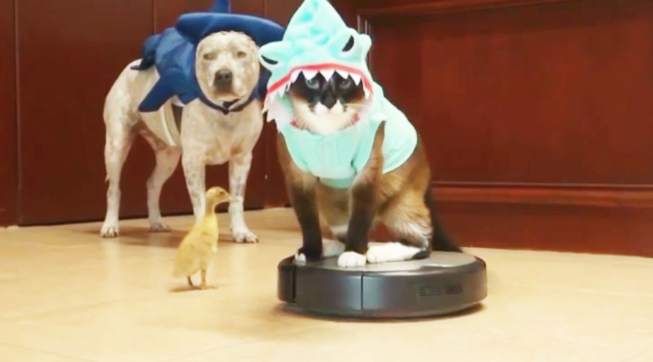 Sie sind die wahren Stars auf YouTube: Tiere, die mit ihren lustigen Eskapaden die User erfreuen. "Jetzt wird's tierisch!" präsentiert die witzigste... - Bildquelle: SAT.1 