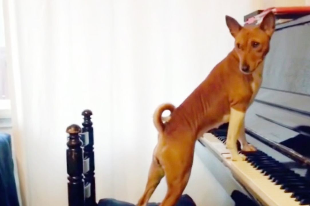 Sie sind die wahren Stars auf YouTube: Tiere, die mit ihren lustigen Eskapaden die User erfreuen. "Jetzt wird's tierisch!" präsentiert die witzigste... - Bildquelle: SAT.1 