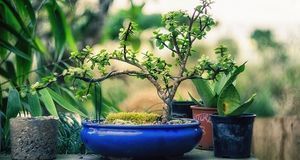 bonsai-klein