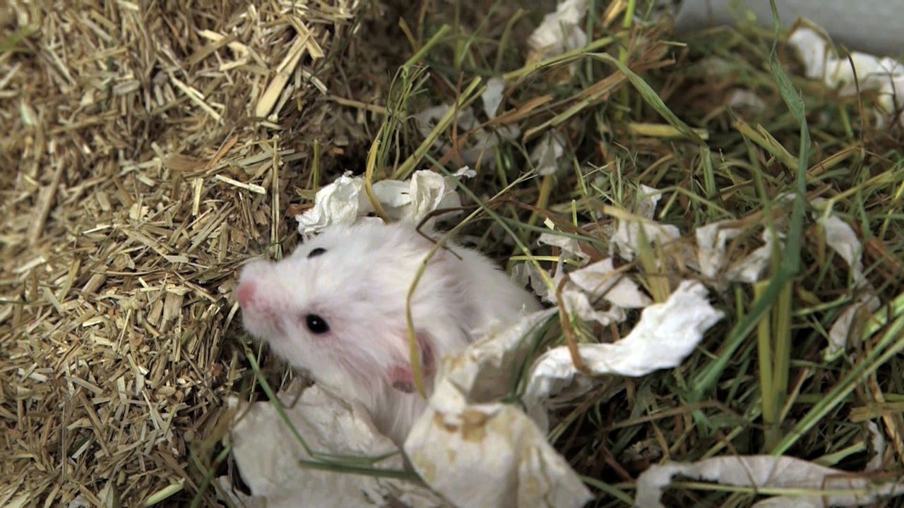 pbb-Hamster_06