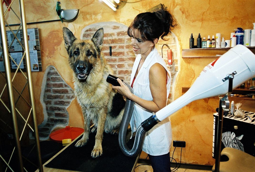 Die Hundefriseurin (Suyin Orlowski) gibt Rex den letzten Schliff. - Bildquelle: Sat.1