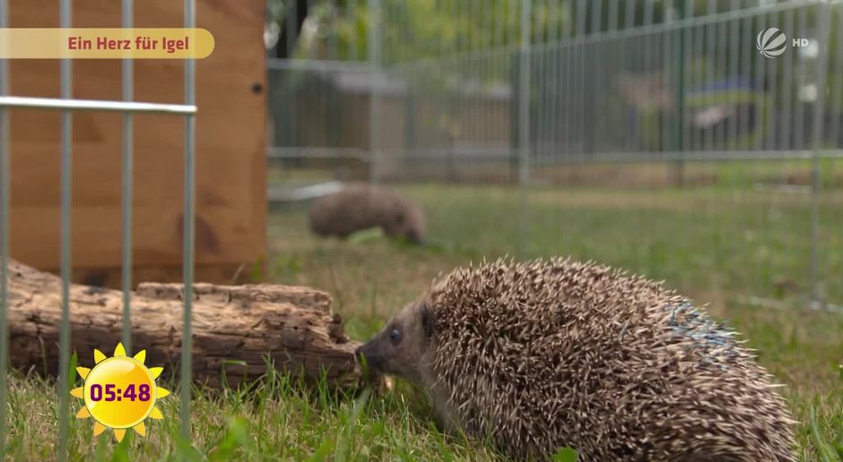 Fruhstucksfernsehen Video Ein Herz Fur Igel Sat 1