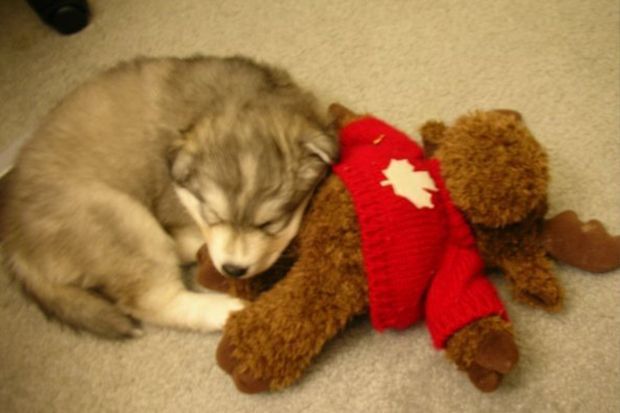 150907_Husky_Bildergalerie_Imgur_Xlinnea_10 - Bildquelle: Imgur_Xlinnea