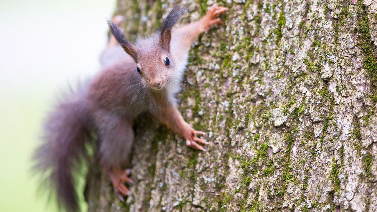 Eichhörnchen - Bildquelle: dpa
