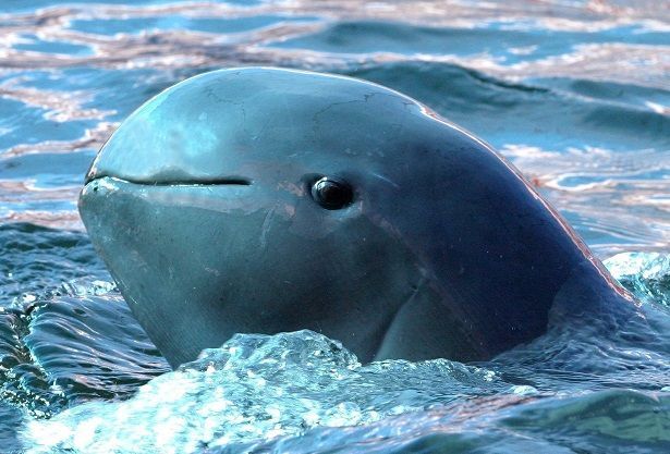 Irawadi-Delfin - Bildquelle: dpa: Barbara Walton