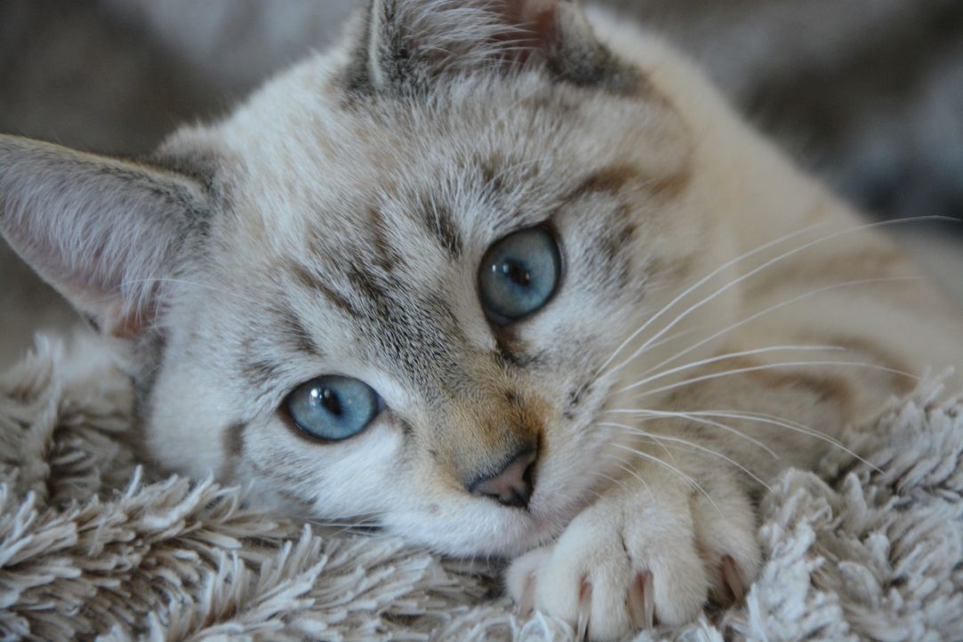 cat-2783601_1920 - Bildquelle: Pixabay