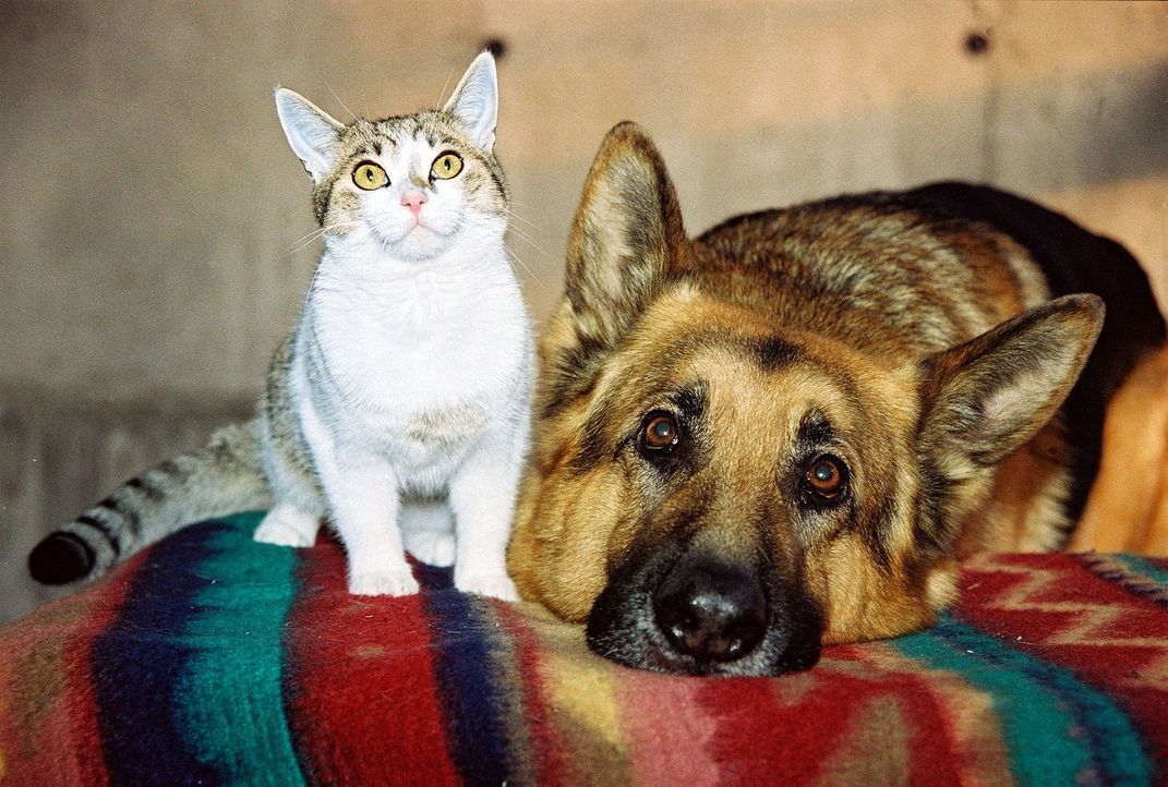 Rex und die Katze von Anneliese Kerling schließen Freundschaft ... - Bildquelle: Sat.1