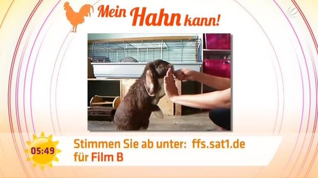 Frühstücksfernsehen - Video - Hund vs. Kaninchen - Sat.1