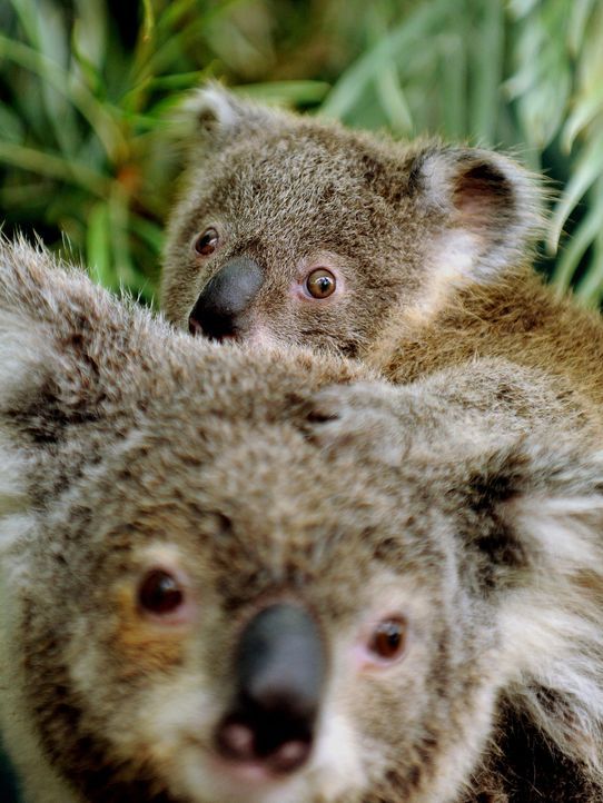 koala-11-11-03-AFP - Bildquelle: AFP