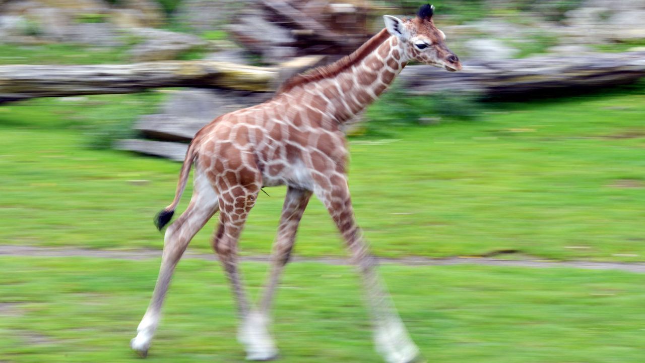 Giraffe3 - Bildquelle: dpa