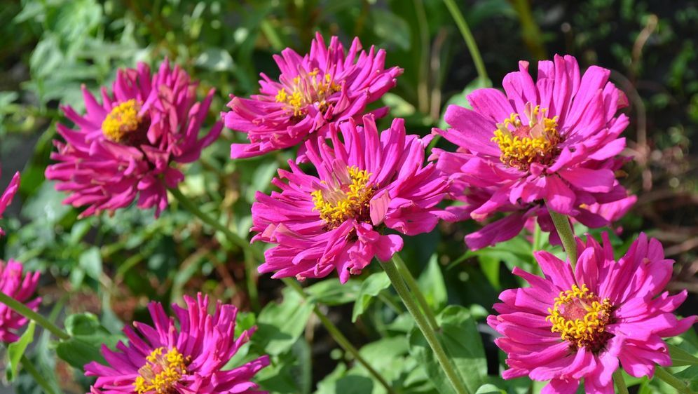 Herbstblumen für Hochzeit oder Garten SAT.1 Ratgeber