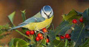 Gartengestaltung_2016_05_10_Stechpalme_Bild 1_fotolia_Alonbou