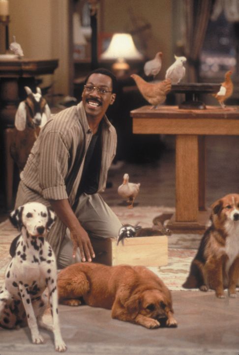 Tierarzt Dr. Dolittle (Eddie Murphy) freundet sich in seiner Praxis mit einigen neuen Patienten an ... - Bildquelle: 1998 Twentieth Century Fox Film Corporation. All rights reserved.