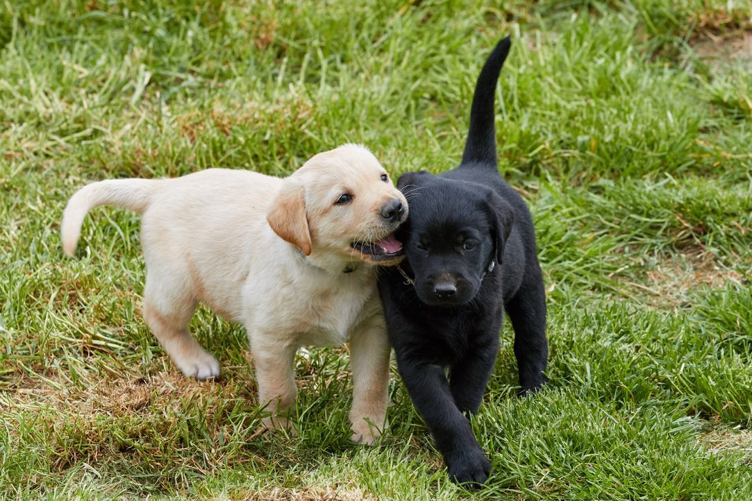 Familie Kolodziej möchte einen Hund. Doch wird es ein Labrador Retriever Welpen werden? - Bildquelle: Guido Engels SAT.1