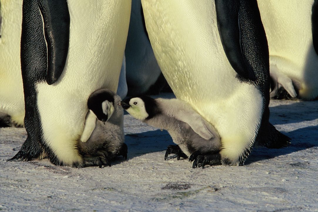 Auf den ersten Blick scheint die Antarktis ein lebensfeindlicher Raum - und dennoch liegt ausgerechnet hier die Kinderstube der Kaiserpinguine - Bildquelle: Kinowelt Filmverleih