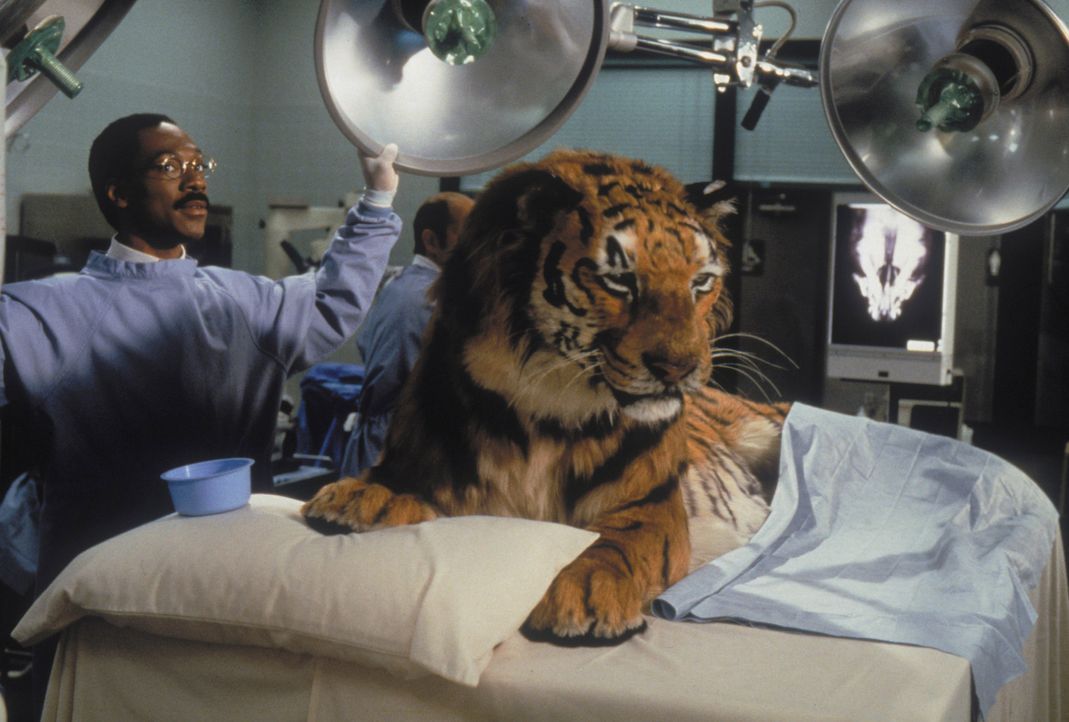 Keine Angst vor großen Tieren: Dr. Dolittle (Eddie Murphy) mit einem seiner Patienten ... - Bildquelle: 1998 Twentieth Century Fox Film Corporation. All rights reserved.