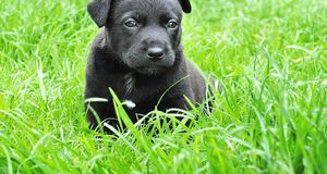 Hund süß Pixabay 