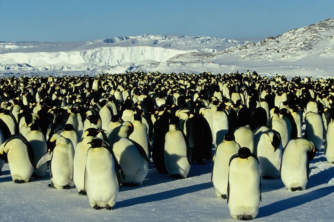 Wenn es Winter wird in der gnadenlosen Eiswüste der Antarktis, einer der unwirtlichsten Gegenden des Planeten, nimmt eine bemerkenswerte Reise ihren... - Bildquelle: Kinowelt Filmverleih