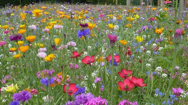 Blumenwiese Anlegen Tipps Fur Ein Schones Blutenmeer Sat 1