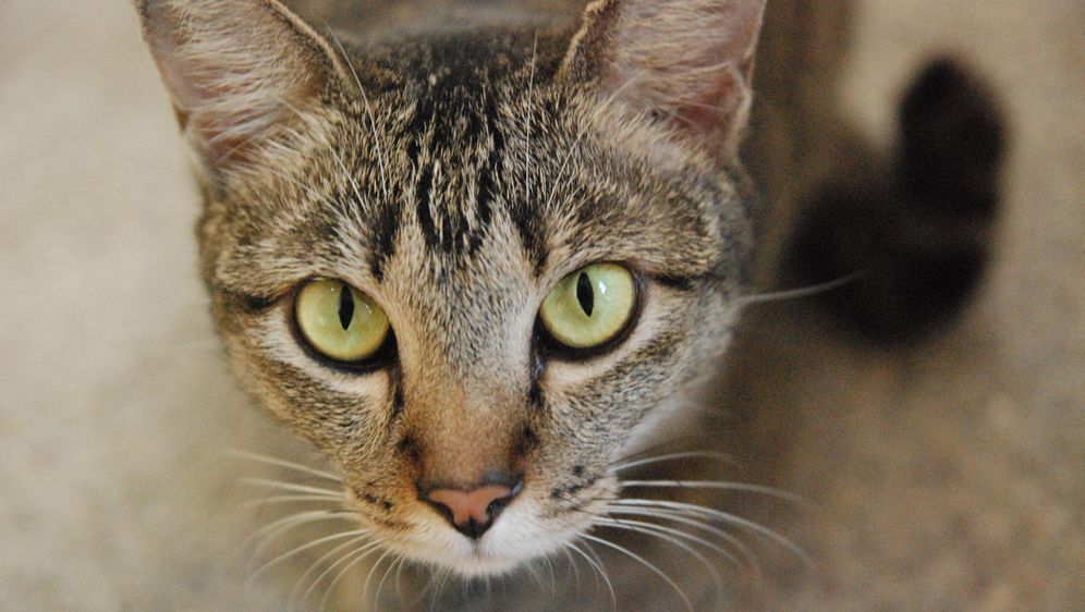 Katzenallergie Katzenbesitzern,zugänglich,Reaktionen