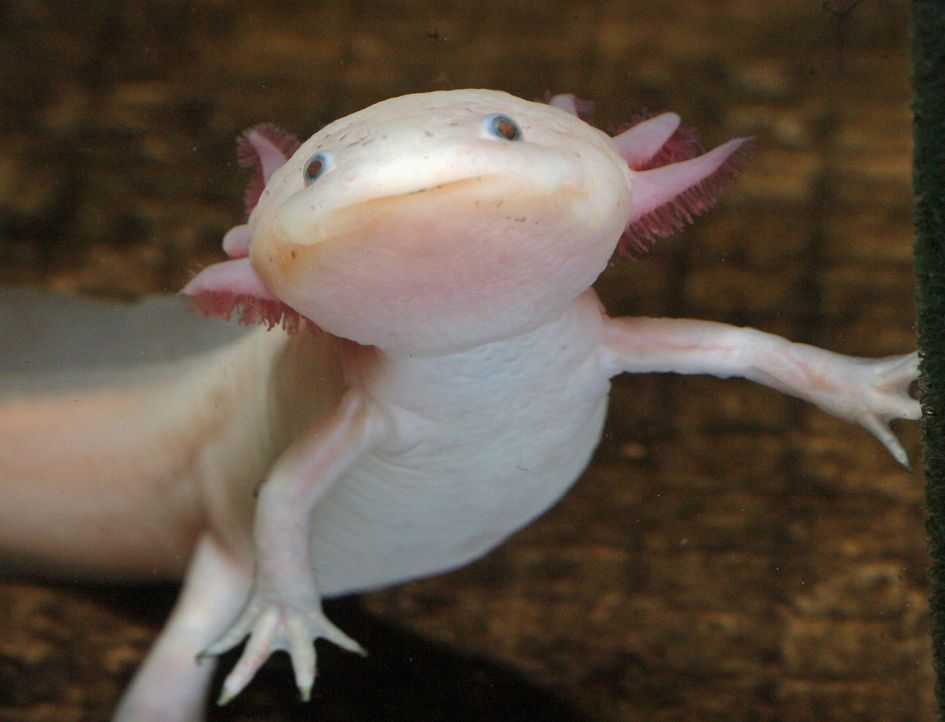 Axolotl - Bildquelle: dpa