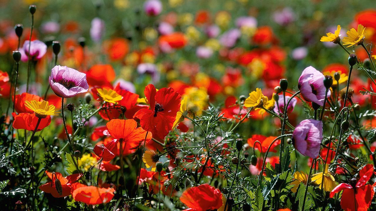 Am 12 Mai Ist Muttertag Sat 1 Ratgeber