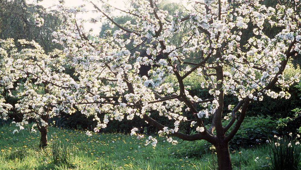 Bäume für den Garten: Was eignet sich für wen? - SAT.1 ...